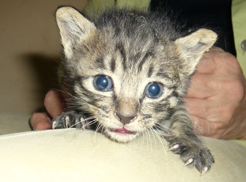 子猫２ニャンズの里親さんを探しています。_c0132289_2330203.jpg