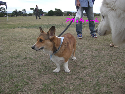 犬吉猫吉　in　海の中道海浜公園_d0133489_2383771.jpg