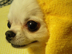 b0059000_11162241.jpg