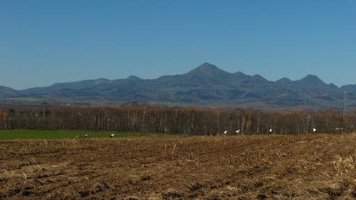 丹頂鶴の居る風景_f0020302_2017156.jpg