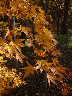 c0134408_13241415.jpg