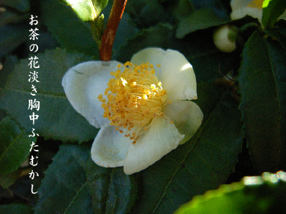 茶花_e0099713_22132750.jpg