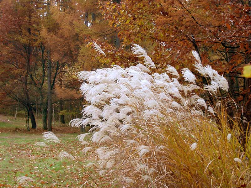 秋　深まる　チェルトの森　黄金色の唐松林_d0109415_1310385.jpg