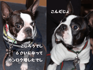 e0080117_0291052.gif