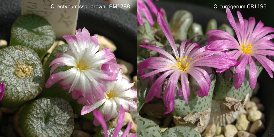 コノフィツム 自分育っているコノフィツム 記録写真 コノフィツム 自分育っているコノフィツム 記録写真