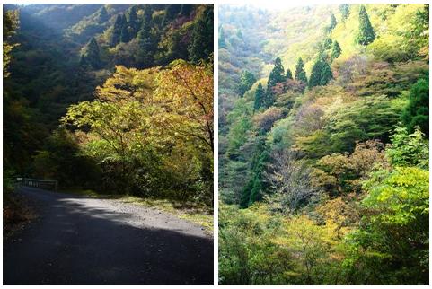 朽木の紅葉　朽木小川・気象台より_c0044819_621148.jpg