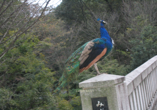 動物園へ行ってきました♪_b0095320_0331850.jpg