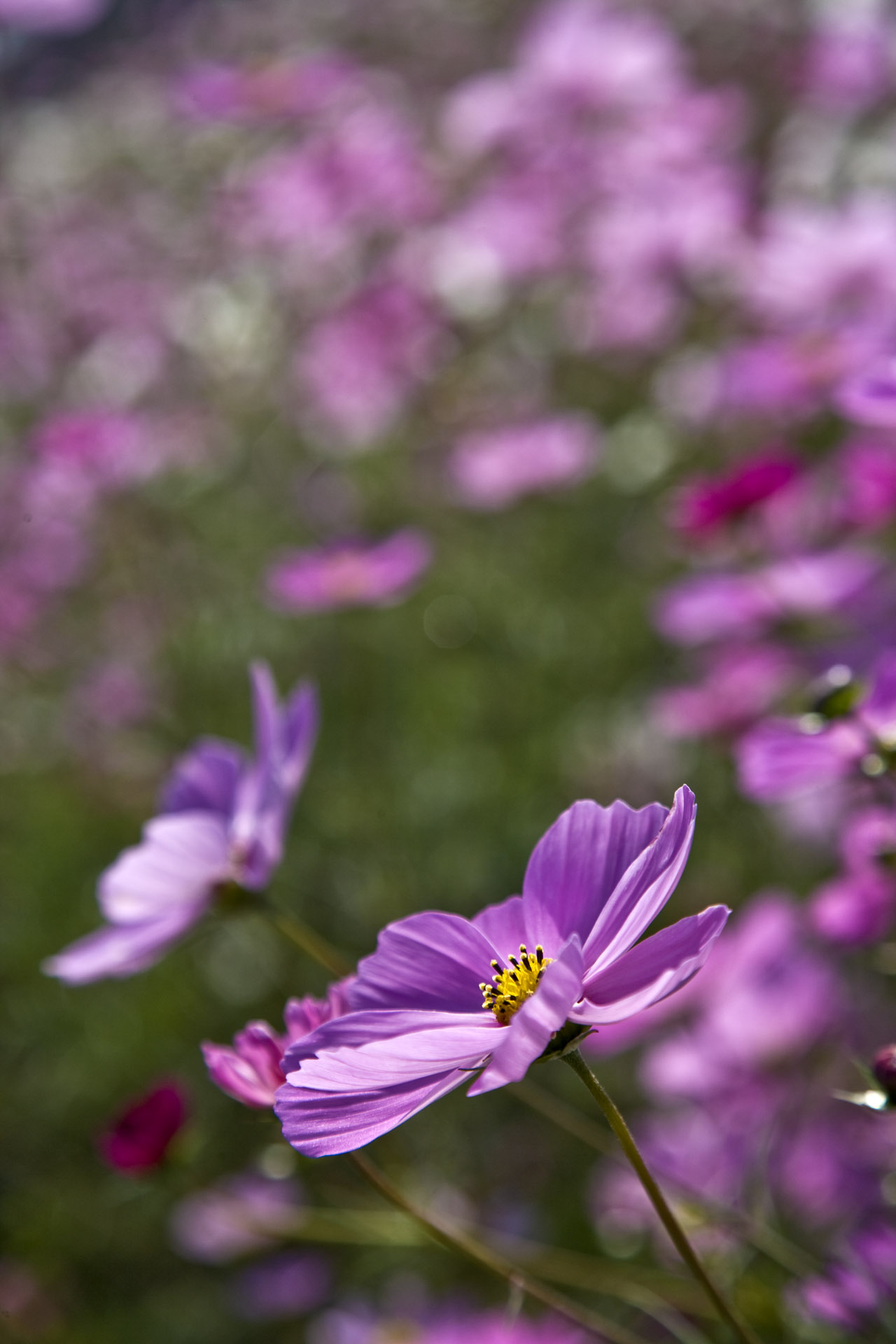 d0073620_201237.jpg