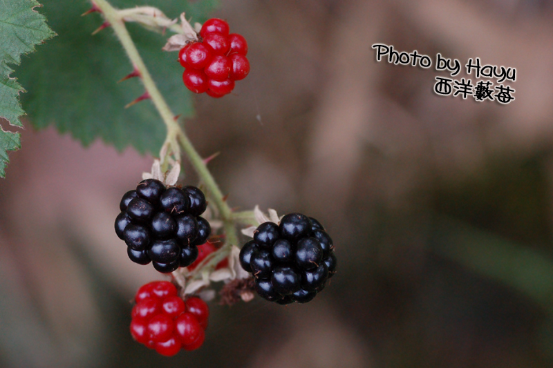 a0059328_6425688.jpg