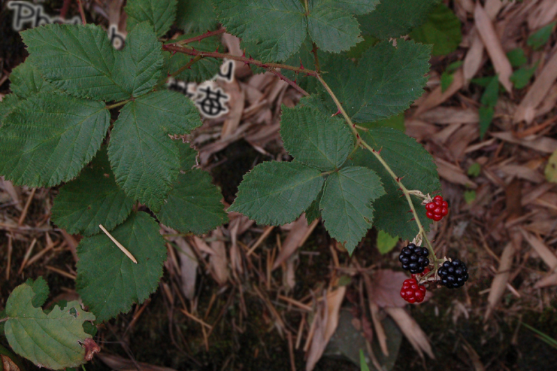 a0059328_65297.jpg