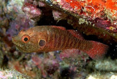 オビシボリ _a0099033_20462090.jpg