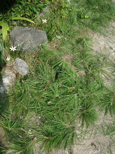 植木屋さん入る_e0097534_1447939.jpg
