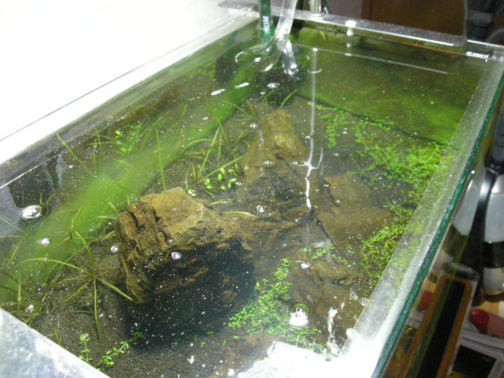 鬼の油膜 Green Garden