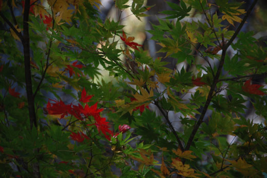 滝と紅葉_c0093046_642385.jpg