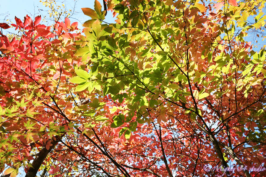 f0006253_2155034.jpg