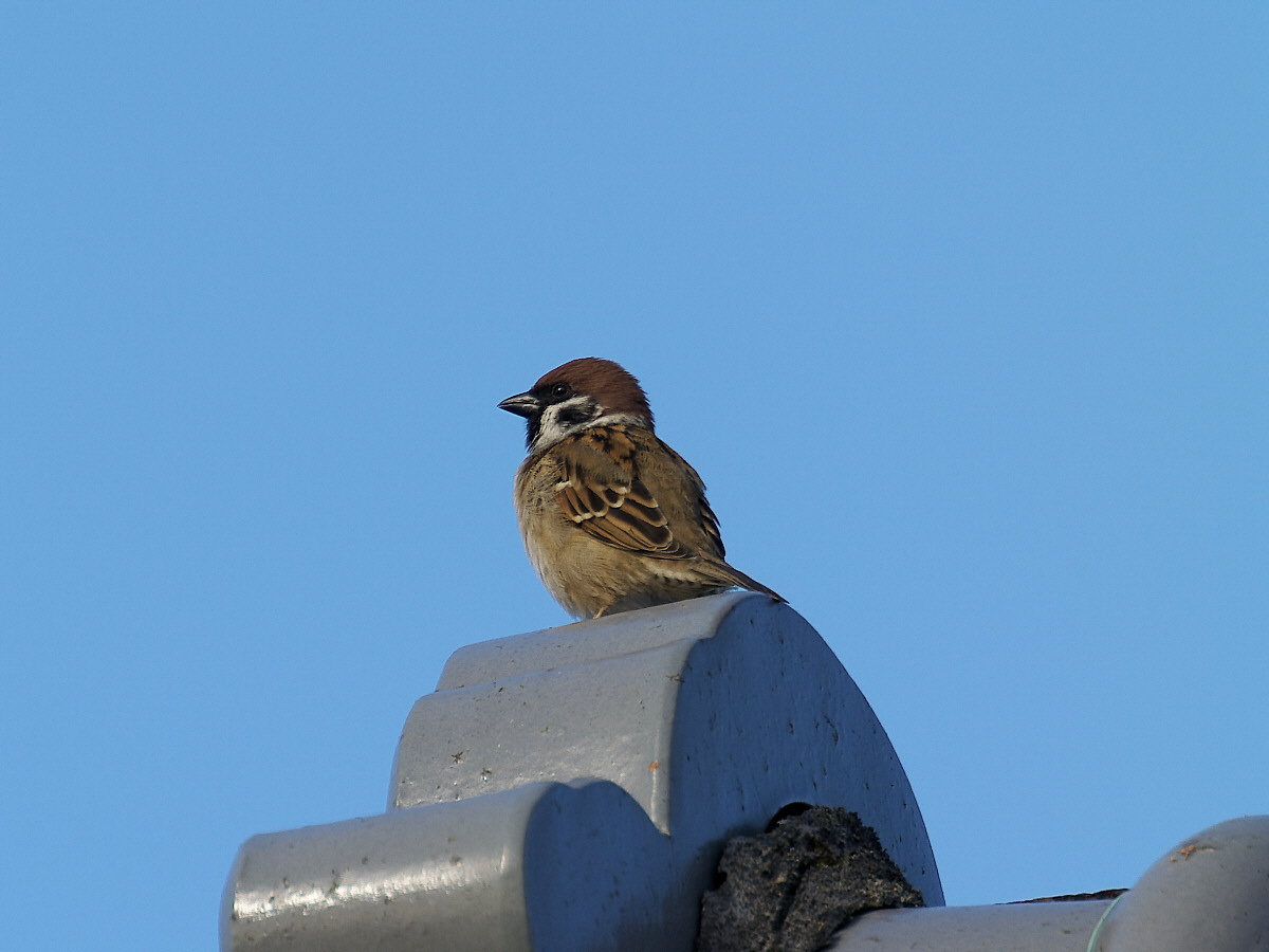 スズメ-2　(APO135-400とED50-200)_a0089554_2162833.jpg