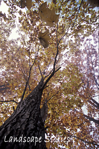 e0083559_23441660.jpg