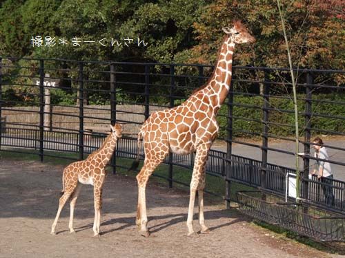 キリンの親子 Giraffe Blog