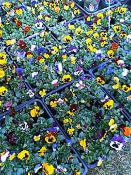 f0054677_851332.jpg