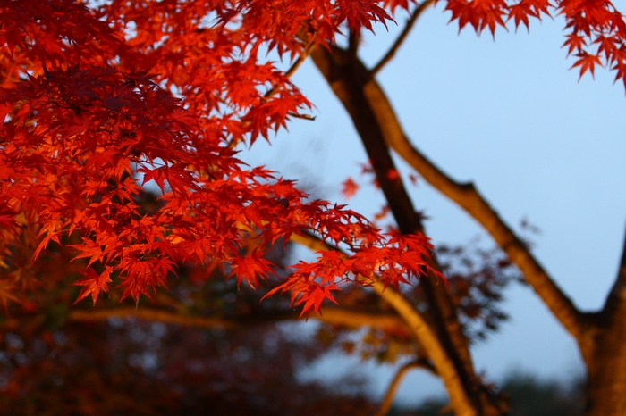 富士吉田歴史民俗博物館の紅葉の続き。_f0105478_1705073.jpg