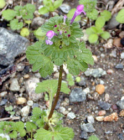 普通は春の花ですが…，ホトケノザ_d0006690_18114386.jpg