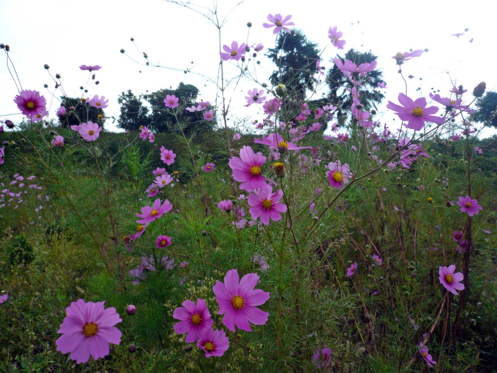 c0128896_2128508.jpg