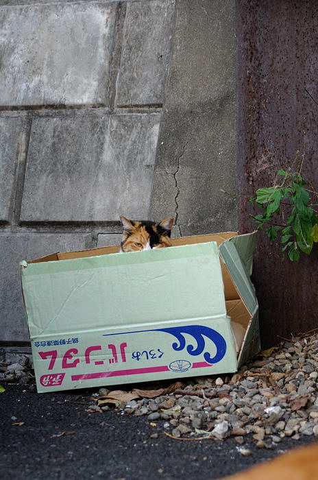 会いたかったよ~!東京初遠征・ニャンコ編_f0032011_1957213.jpg