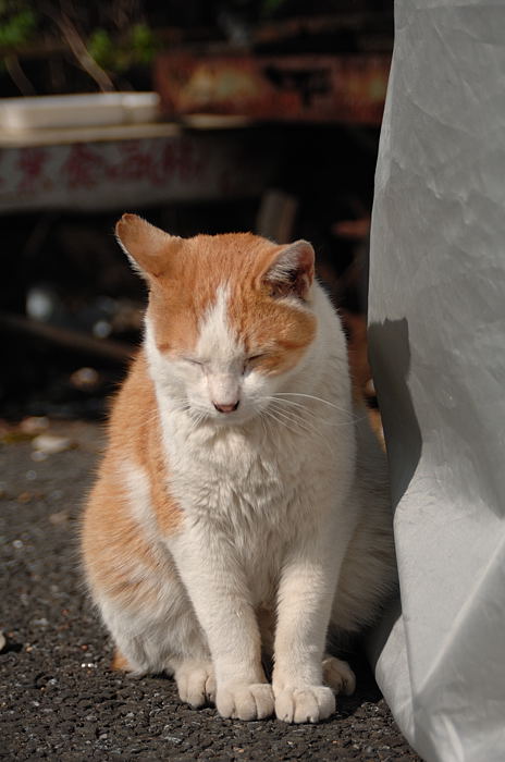 会いたかったよ~!東京初遠征・ニャンコ編_f0032011_21392553.jpg