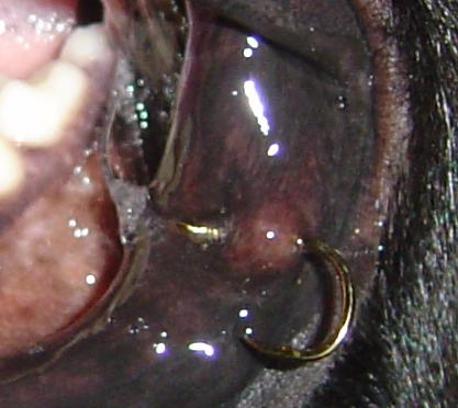 釣り針犬ハリー つるんたらん田舎だより