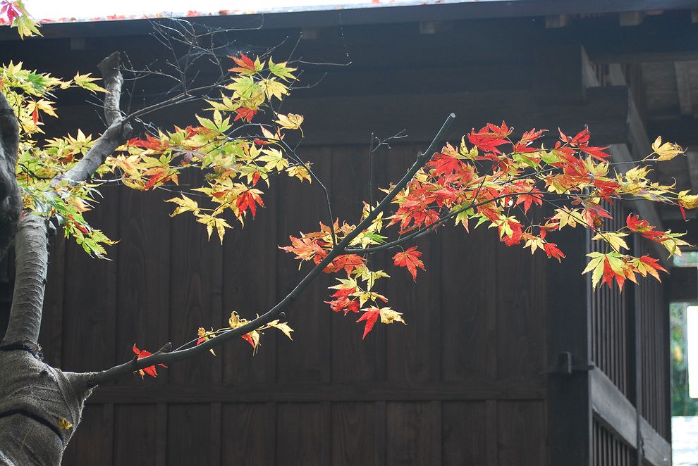 角館の紅葉は慎ましやかに、優雅に・・・東北紅葉旅シリーズ（５）最終回_a0031821_620204.jpg