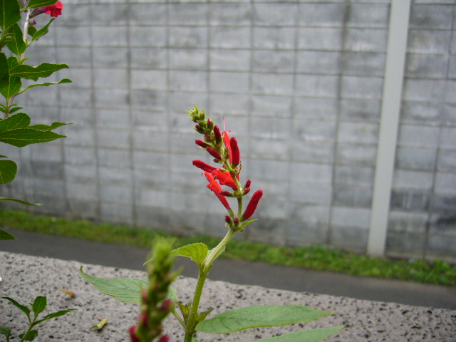 d0000324_140781.jpg