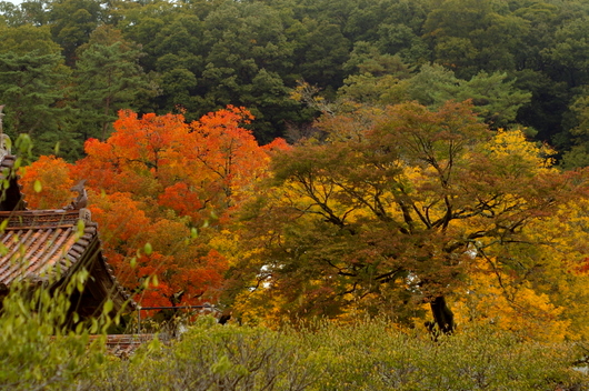 閑谷紅葉(2007.11.6)_c0045129_22225417.jpg