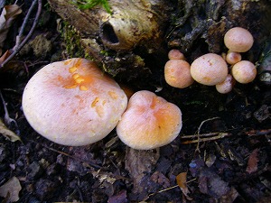 f0065941_10255450.jpg