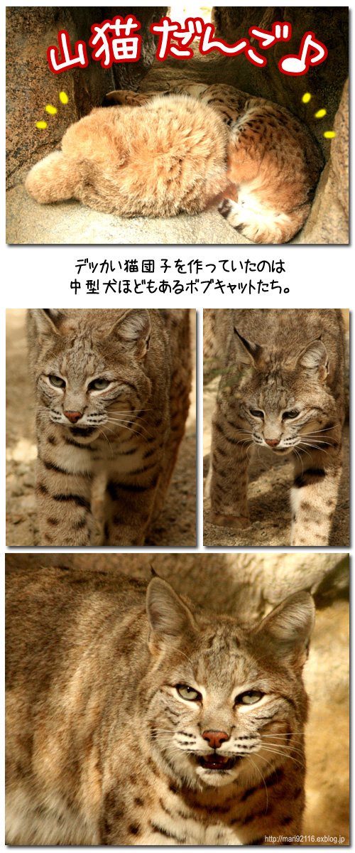 山猫団子♪_f0027944_1701986.jpg