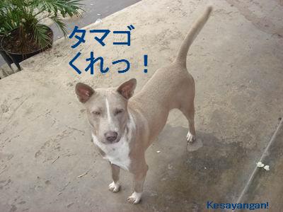 塩タマゴ犬_b0070154_101752.jpg