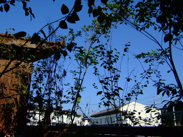 e0088654_92846.jpg