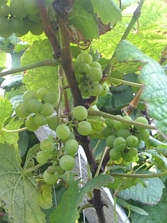 a0052473_22261826.jpg
