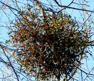 f0083977_21655.jpg
