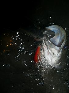 f0069890_23415749.jpg