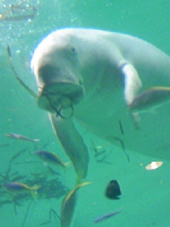 鳥羽水族館_b0117294_11304234.jpg