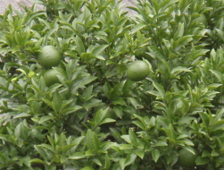 c0008598_1012072.jpg