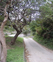 c0008598_959106.jpg