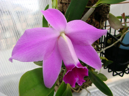 d0007501_0504184.jpg