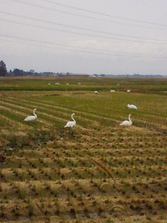 f0063931_812450.jpg