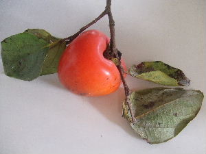 a0054240_181063.jpg