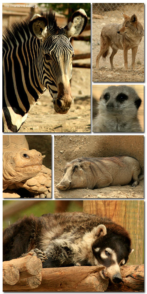 ネコ以外の動物＠Ｔｈｅ　Ｌｉｖｉｎｇ　Ｄｅｓｅｒｔ_f0027944_2317339.jpg