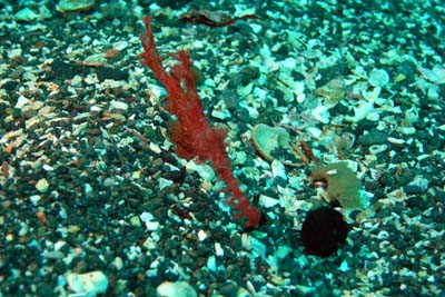 d0058549_19444572.jpg