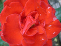 c0092152_2381659.jpg