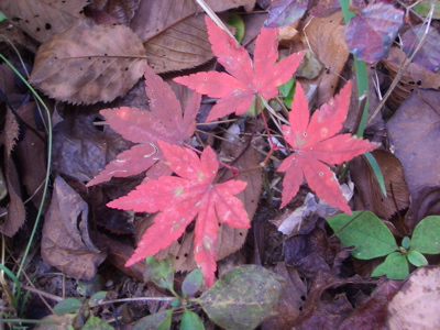 押し花になりました。_d0105063_2043241.jpg