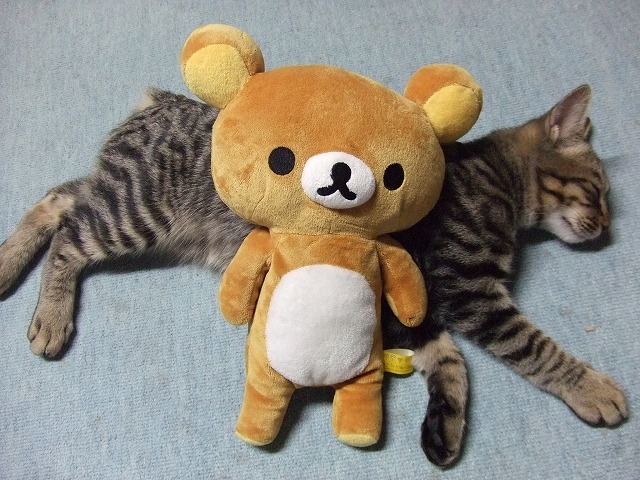 c0048667_0381650.jpg